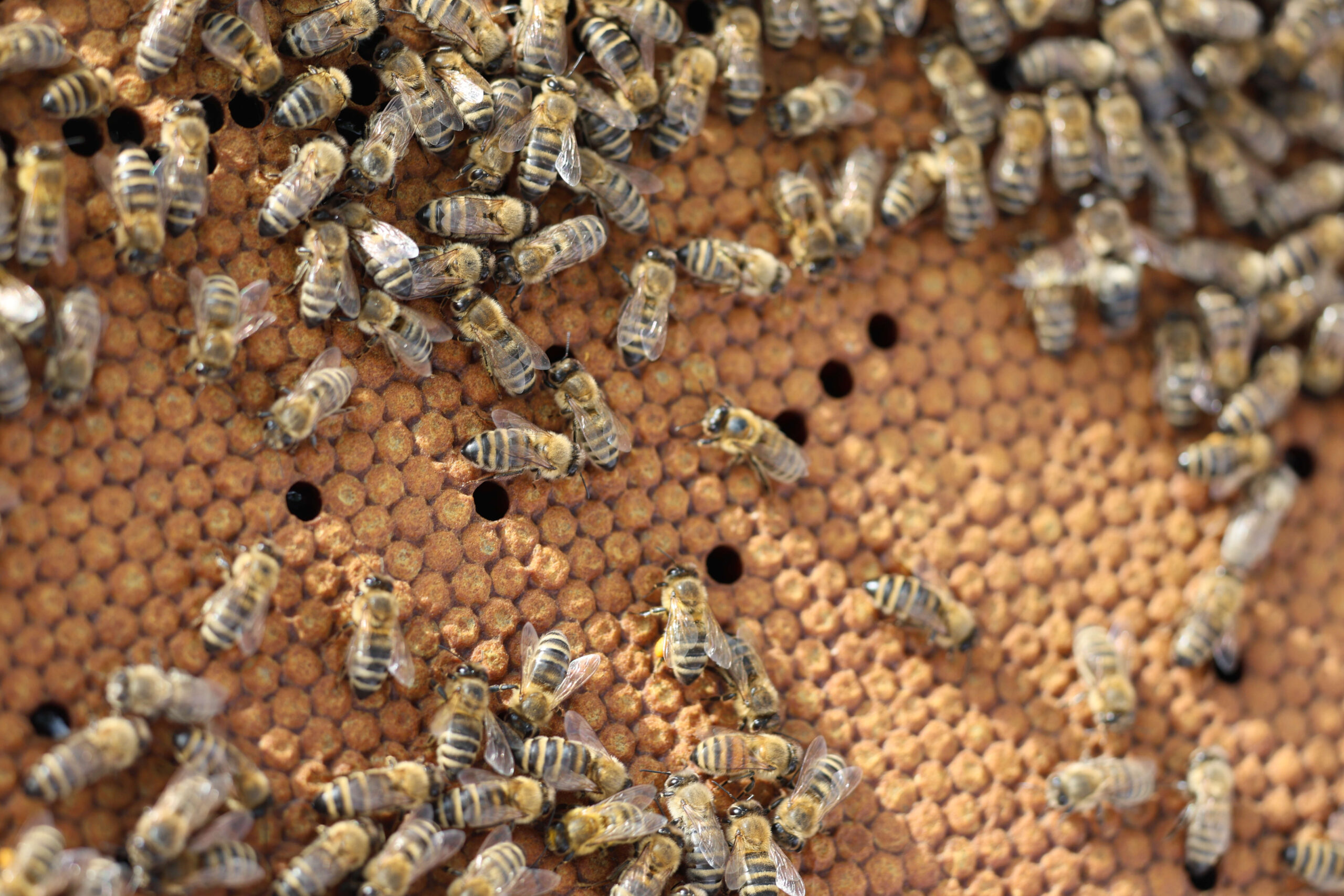 Lehrbienenstand