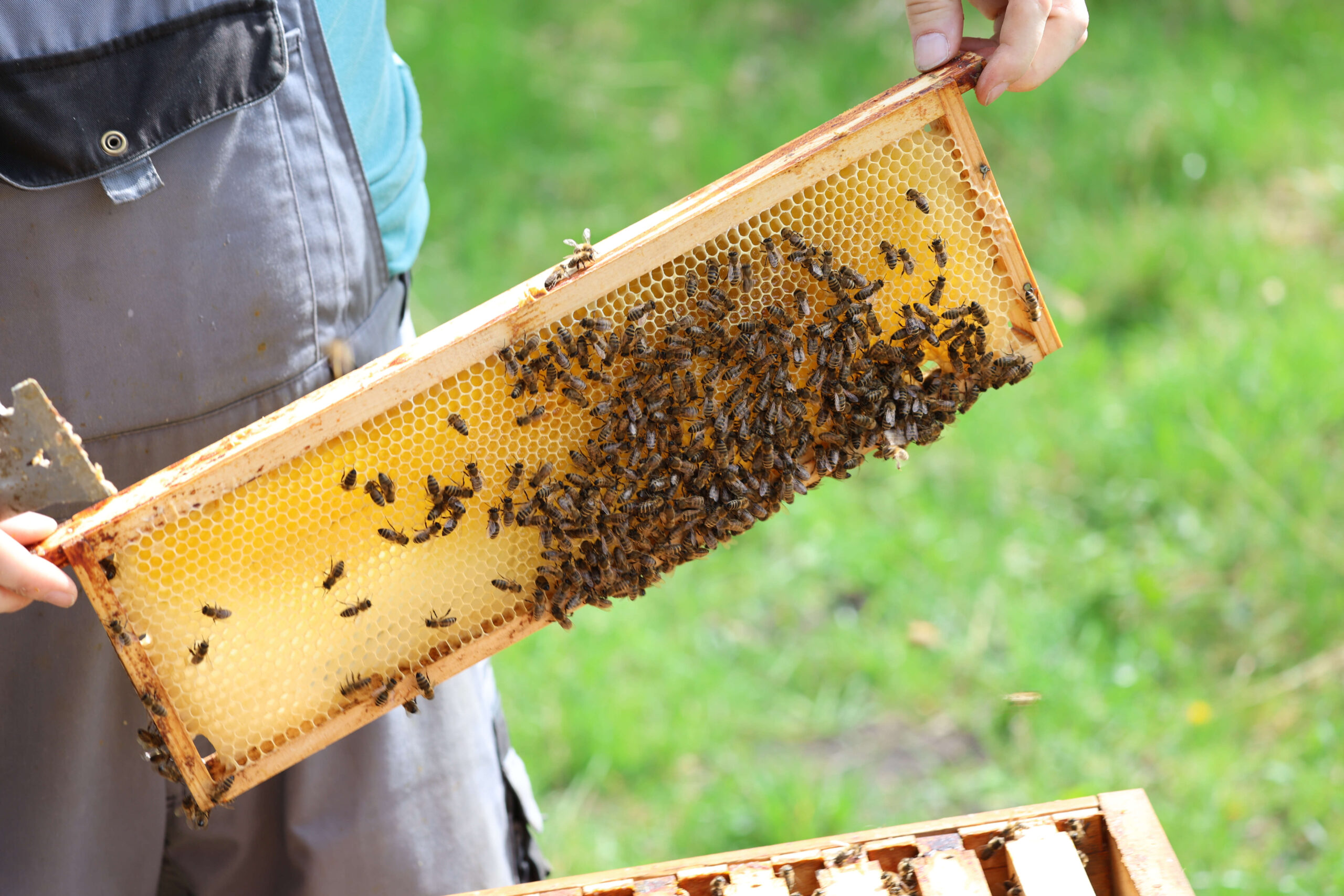 Lehrbienenstand