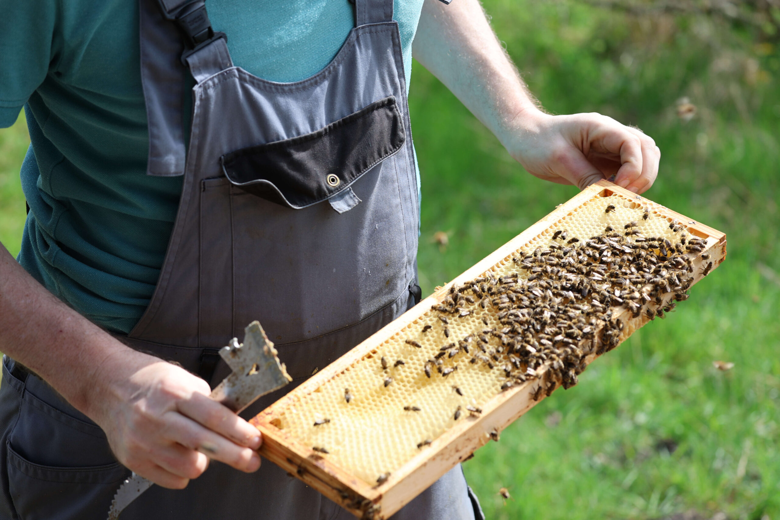Lehrbienenstand