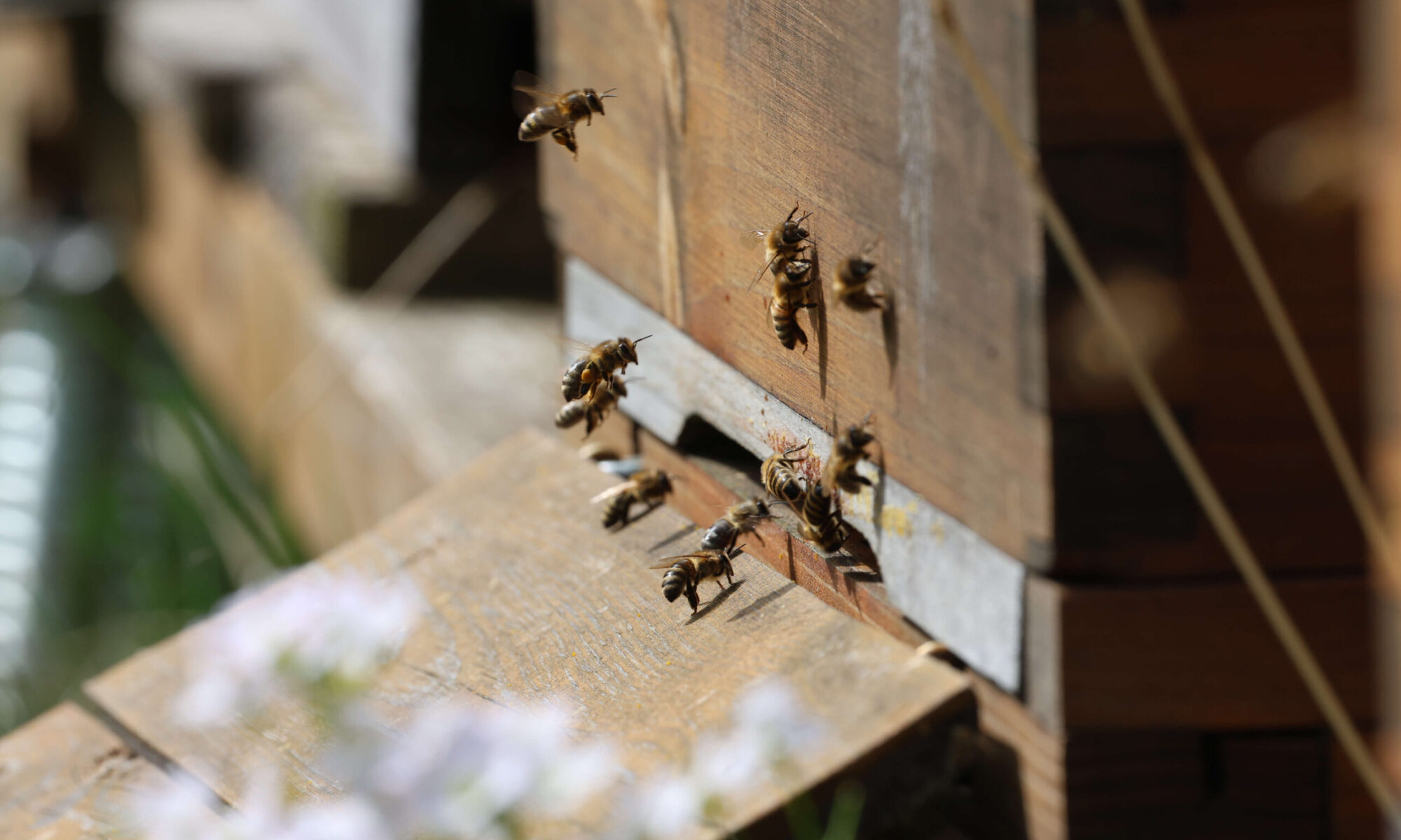 Lehrbienenstand